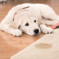 Deodorizing Carpets for Pet Odors: A Comprehensive Guide