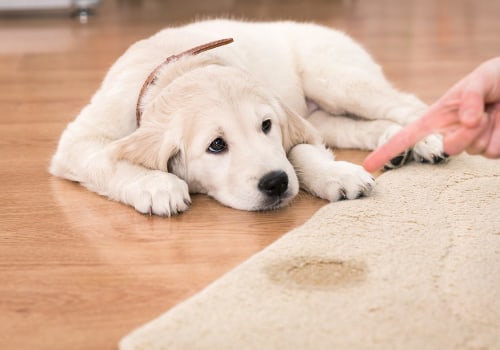 Deodorizing Carpets for Pet Odors: A Comprehensive Guide